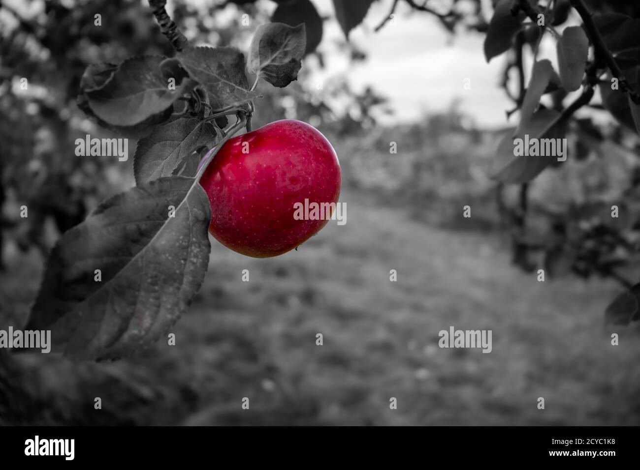 Enfasi di colore su una mela appesa in esso è albero. Foto Stock