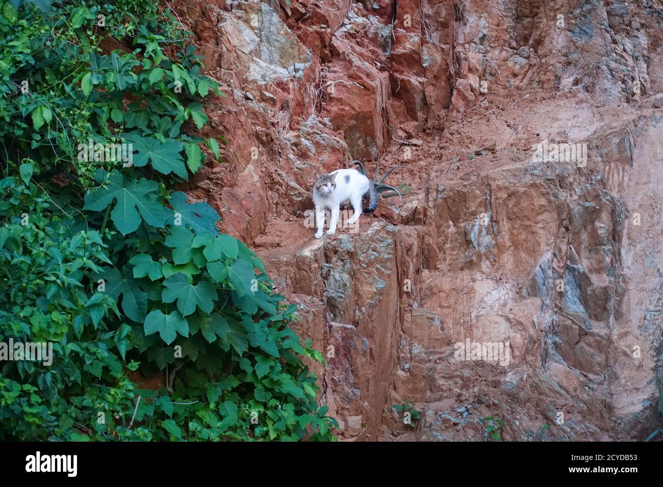 Il gatto bianco grande maschio sta arrampicando le pareti ripide della montagna Foto Stock