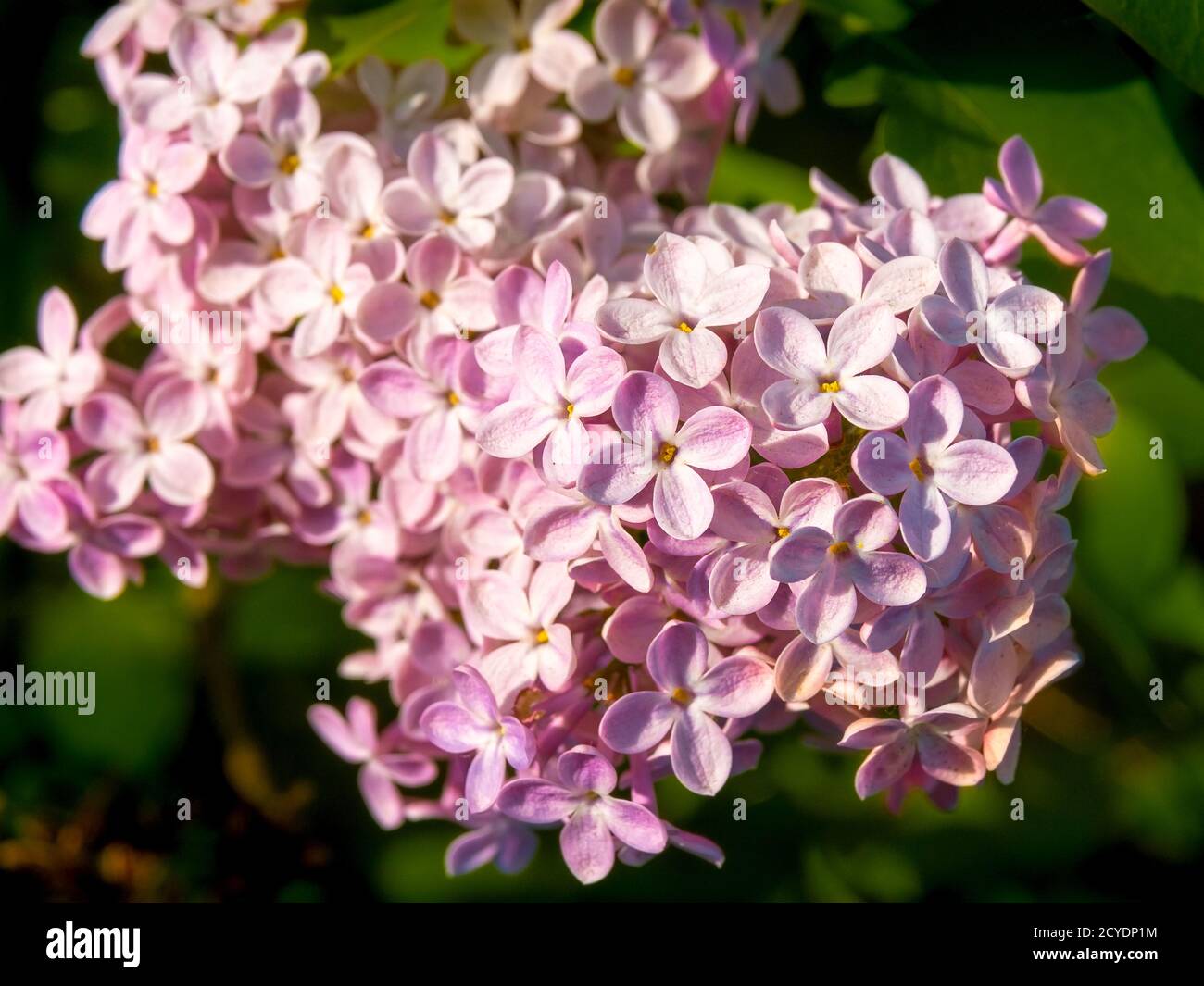 il lilla fiorisce in una giornata di primavera soleggiata, fuoco selettivo Foto Stock