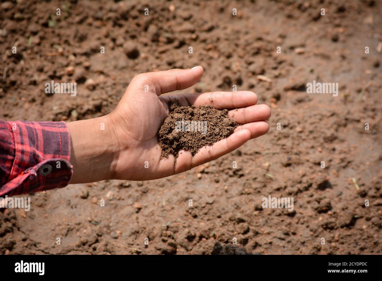 Mano di coltivatore che controlla la salute del suolo prima della crescita un seme di piantina o vegetale. Concetto di agricoltura. Foto Stock