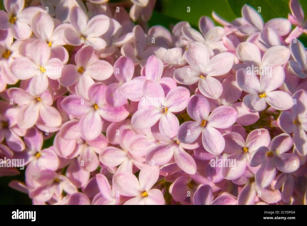 il lilla fiorisce in primavera causando allergie, fuoco selettivo Foto Stock
