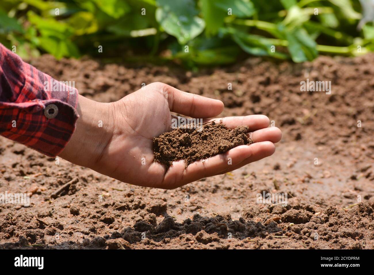 Mano di coltivatore che controlla la salute del suolo prima della crescita un seme di piantina o vegetale. Concetto di agricoltura. Foto Stock