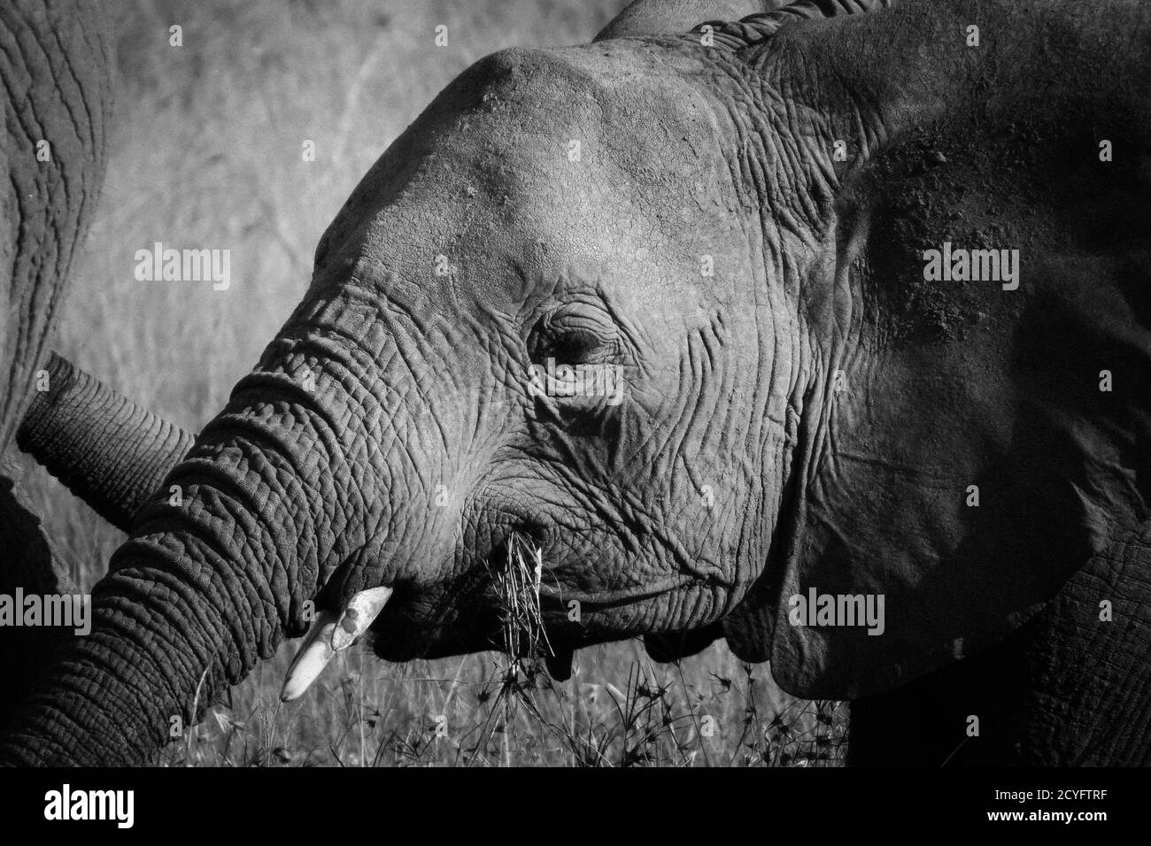 Primo piano ritratto di un elefante africano a Masai Mara, Kenya Foto Stock