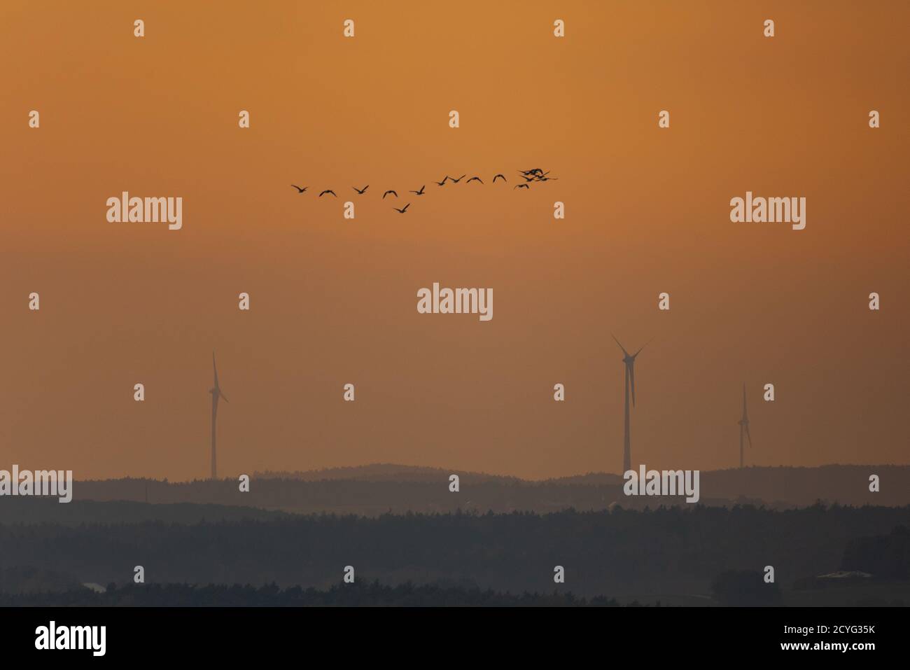 Sciame di oche in aria sorvolando colline con motori eolici in giallo foschia che migrano a sud per l'inverno Foto Stock