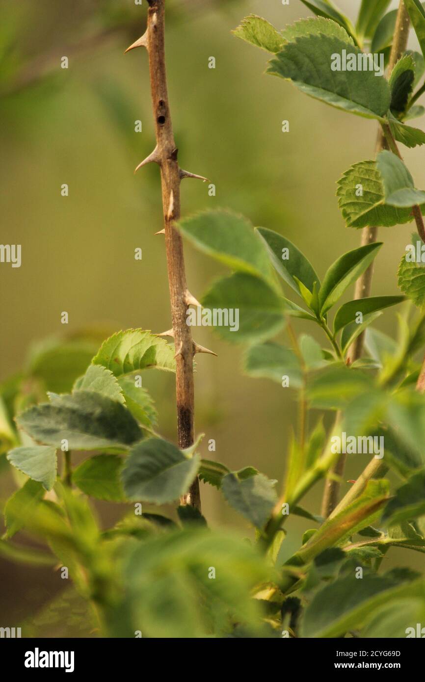 Foglie verdi e rami spinoso Foto Stock