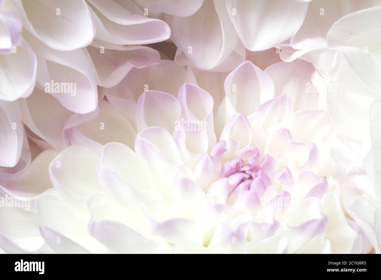 Bella dahila fiore bianco con accenti viola e viola, petali sfumatura colore sfondo texture Foto Stock