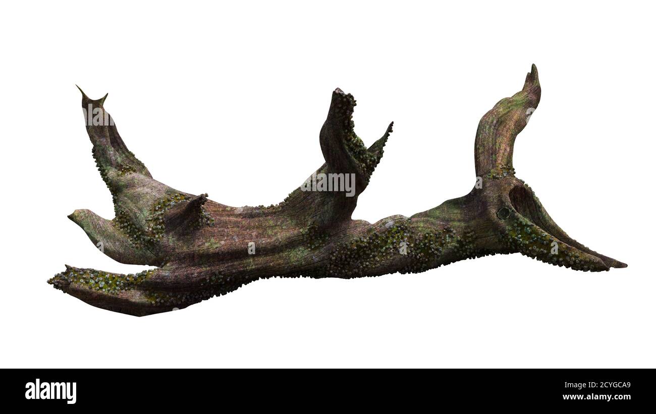 driftwood, ramo di albero secco con muschio e barnacolo isolato su sfondo bianco Foto Stock