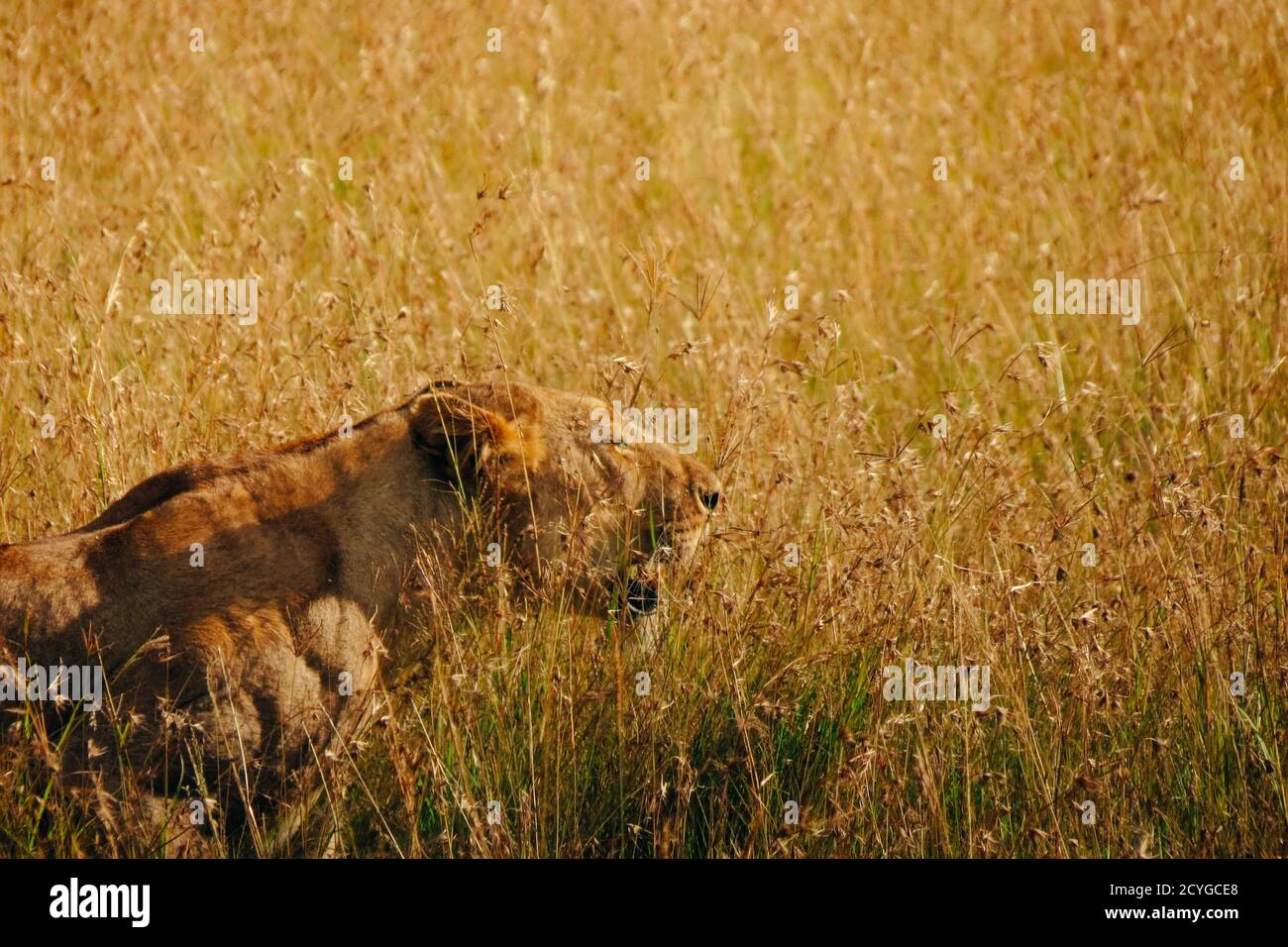 Leonessa nell'erba della savana alla luce del sole del mattino, Masai Mara, Kenya Foto Stock