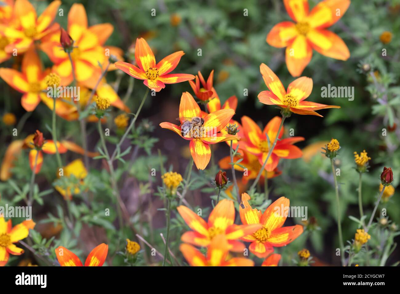 Vespe e api in fiore giallo arancio Foto Stock