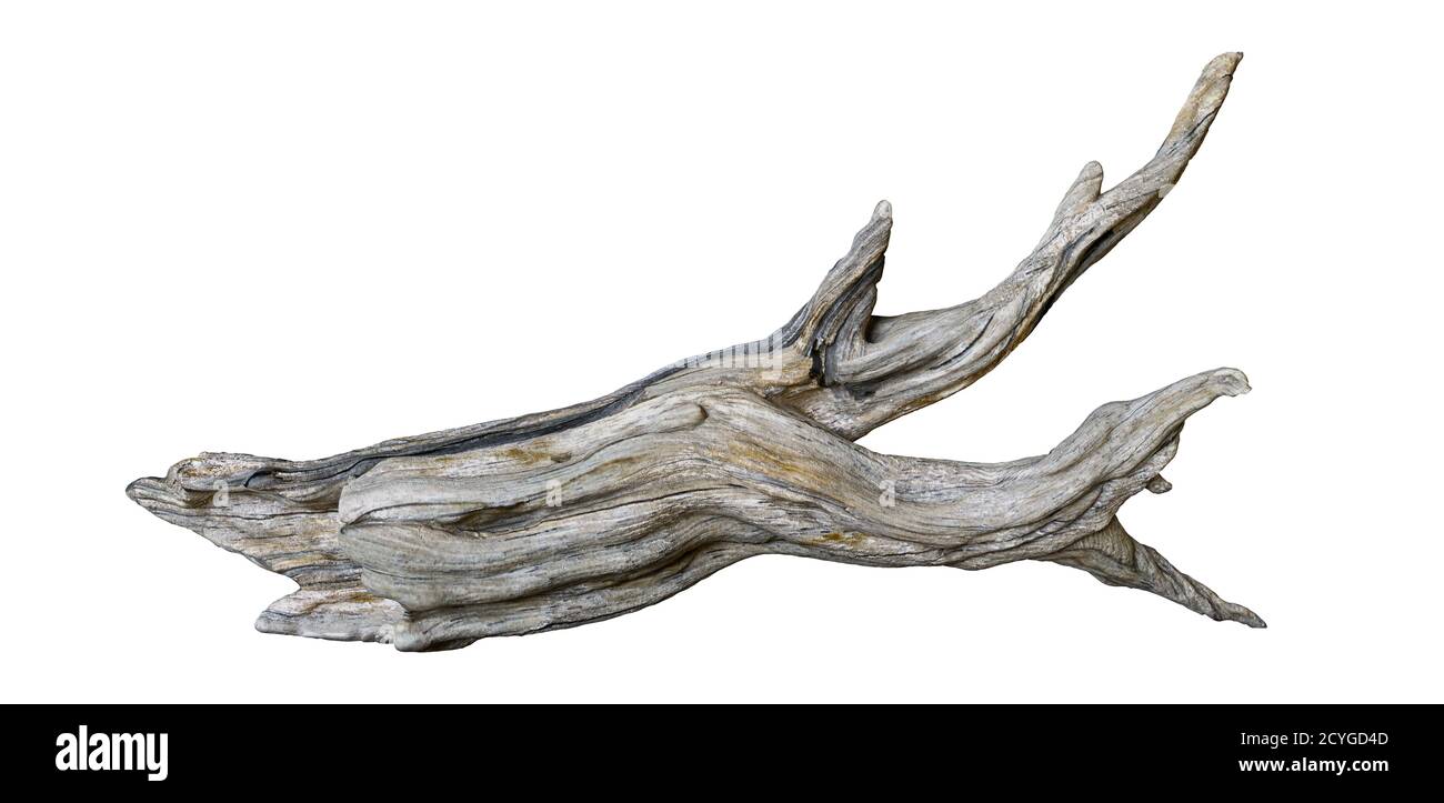 driftwood isolato su fondo bianco, ramo invecchiato Foto Stock