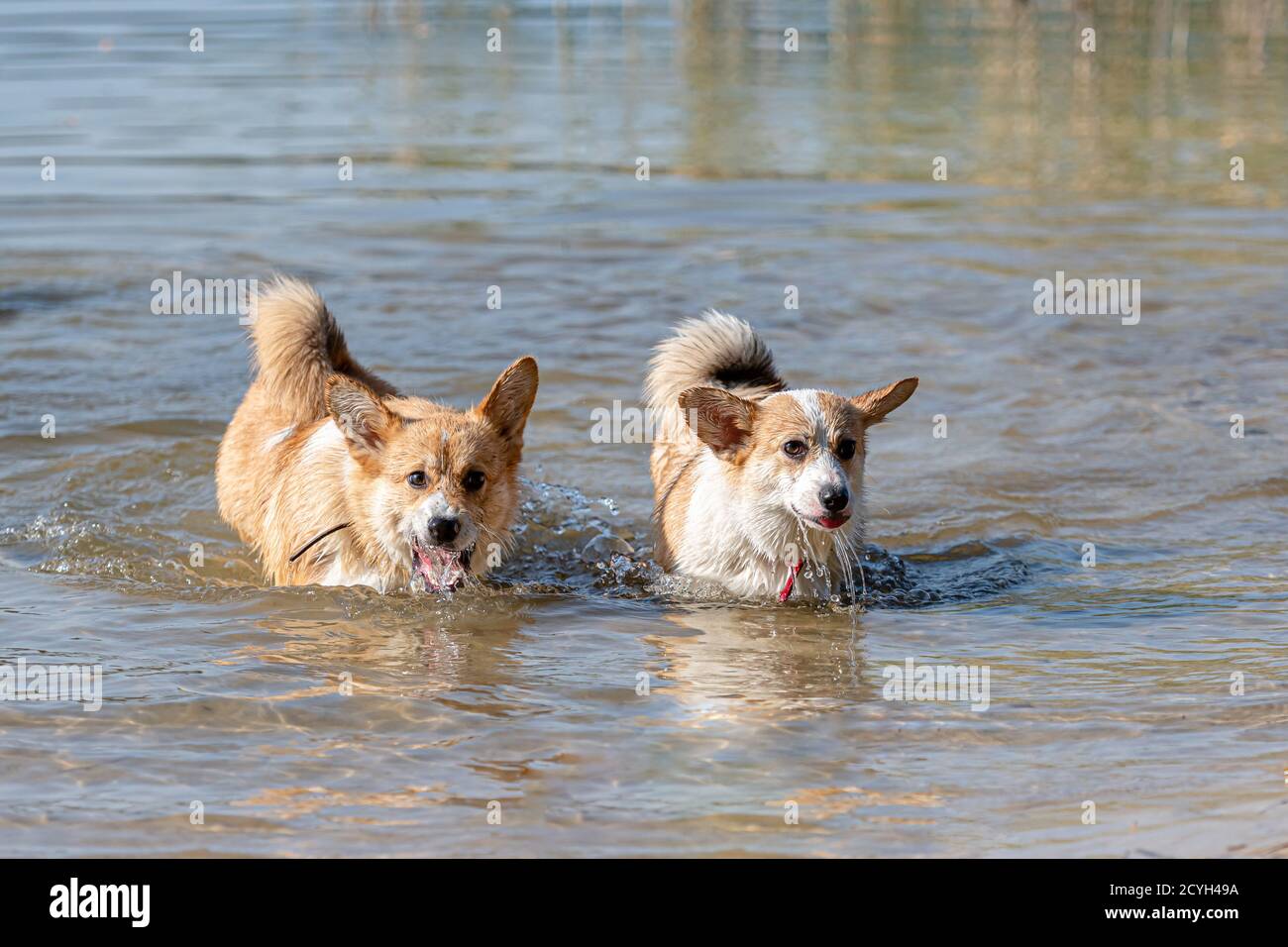 Molti cani felici gallesi Corgi Pembroke che giocano e saltano dentro l'acqua sulla spiaggia di sabbia Foto Stock