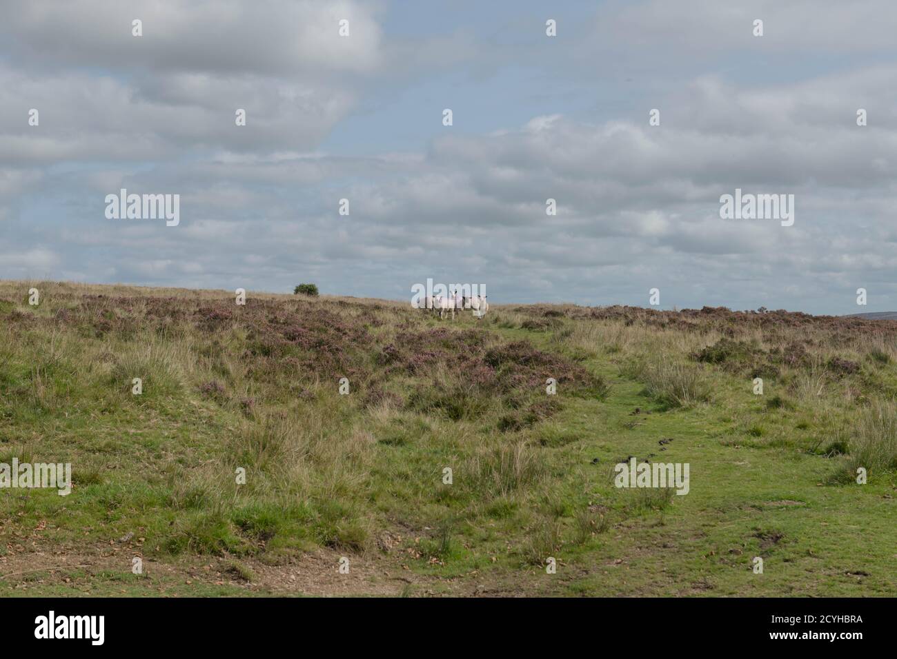 Gregge di pecore con distintive marcature viola che pascolano su Remote e Rural Moorland all'interno dell'Exmoor National Park nel Somerset, Inghilterra, Regno Unito Foto Stock