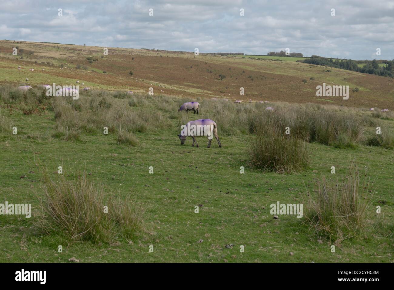Gregge di pecore con distintive marcature viola che pascolano su Remote e Rural Moorland all'interno dell'Exmoor National Park nel Somerset, Inghilterra, Regno Unito Foto Stock