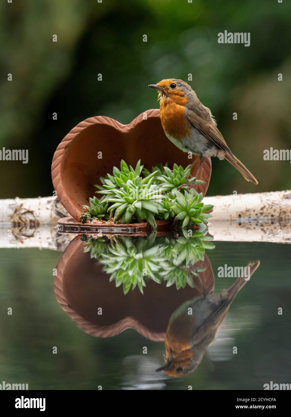 Robin fotografato in un giardino piscina riflettente nel North Yorkshire Foto Stock
