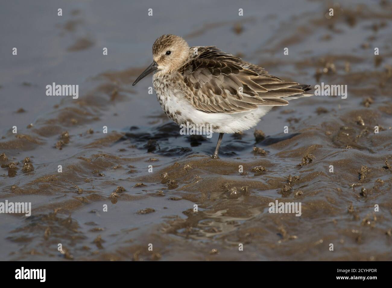 Dunlin Nel piumaggio invernale Foto Stock