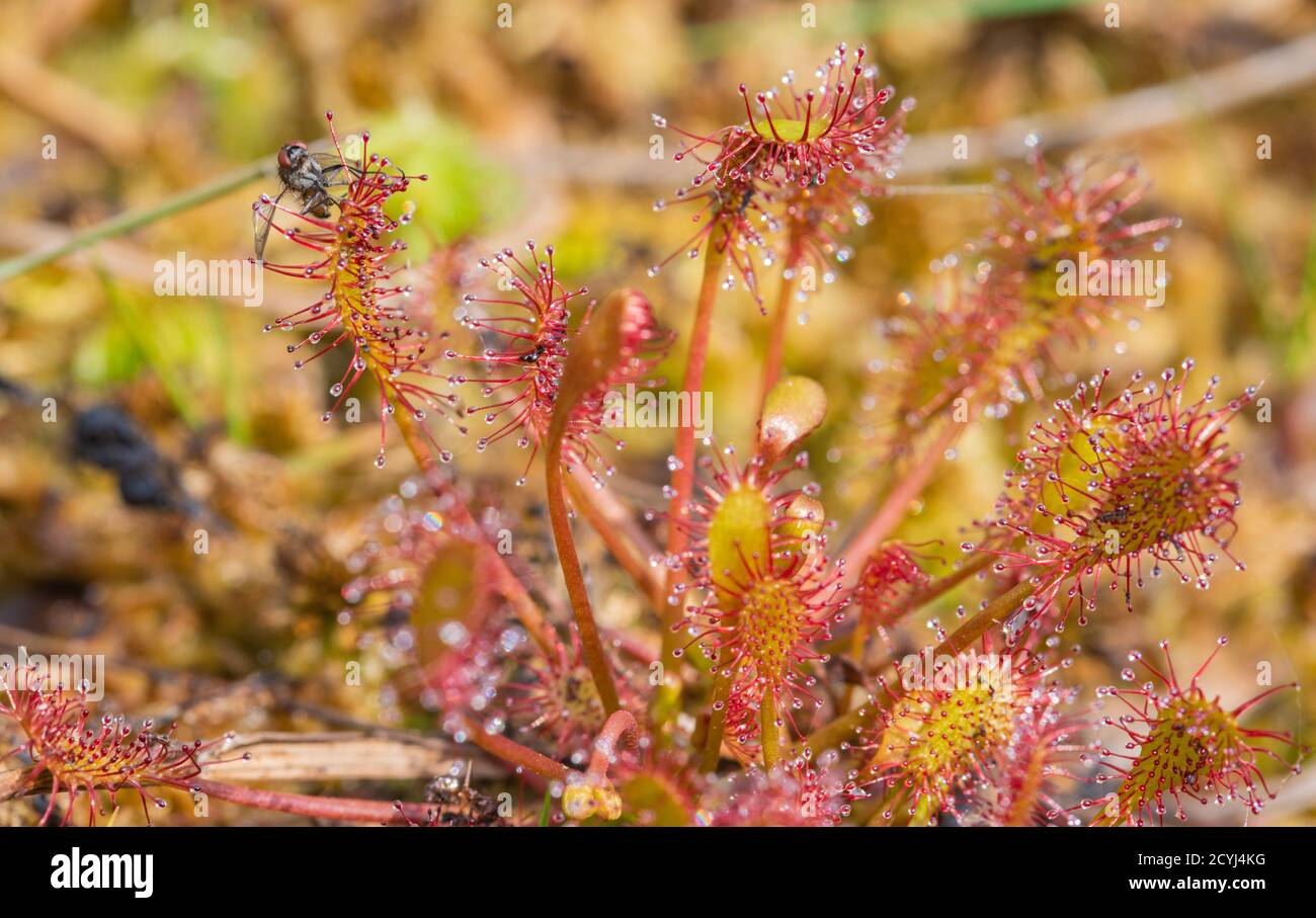 Un fley si è perso su una foglia di rugiada e pagherà per esso con la sua vita. Queste piante carnivorose si trovano in acqua acida e stagnante. Foto Stock