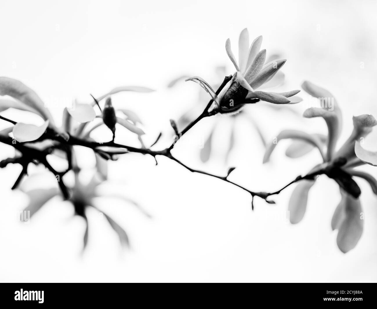 Primo piano dei fiori di magnolia in fiore in primavera, che mostrano rami e alberi dai tenui colori pastello. Una vivace dimostrazione della bellezza della natura, perfetta Foto Stock