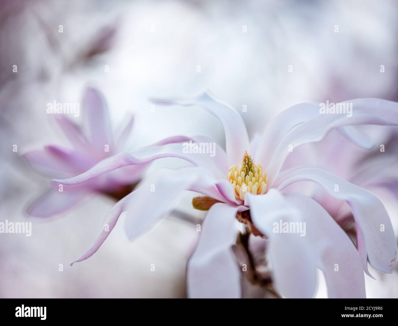 Primo piano dei fiori di magnolia in fiore in primavera, che mostrano rami e alberi dai tenui colori pastello. Una vivace dimostrazione della bellezza della natura, perfetta Foto Stock