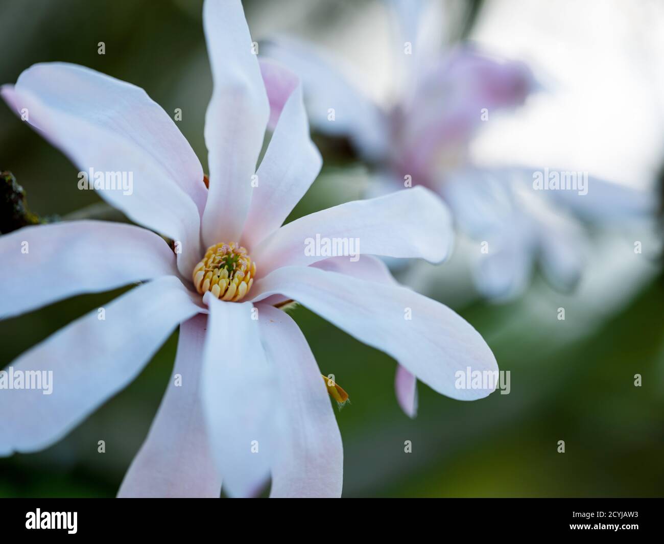 Primo piano dei fiori di magnolia in fiore in primavera, che mostrano rami e alberi dai tenui colori pastello. Una vivace dimostrazione della bellezza della natura, perfetta Foto Stock