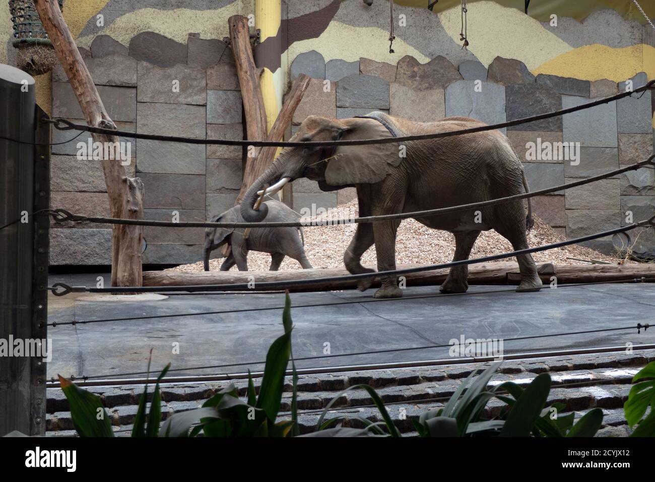 Elefanti in recinzione interna allo Zoo di Vienna in Austria, Europa. Animali in giardino zoologico gabbia a Vienna Foto Stock
