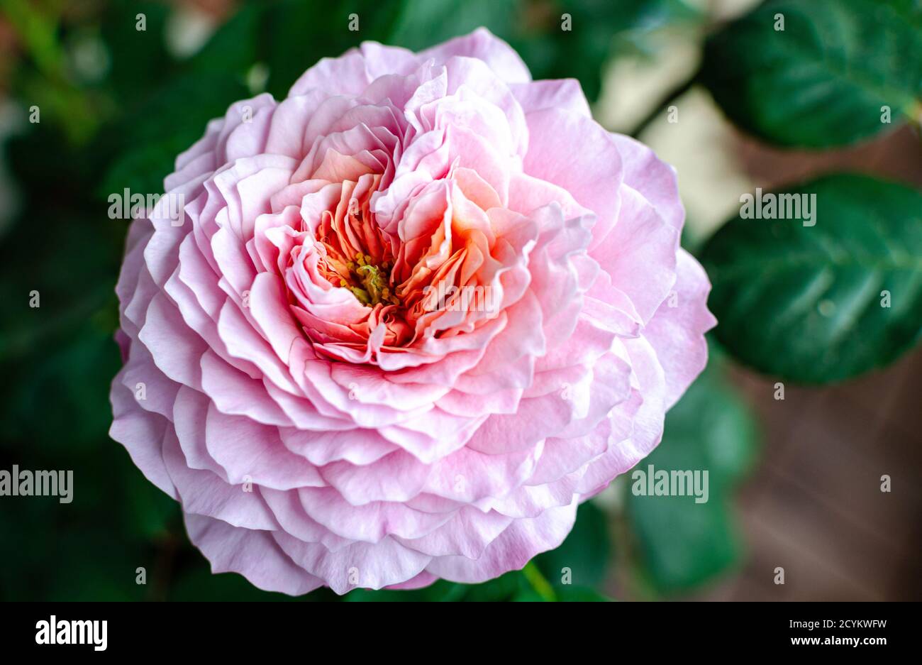 Testa in fiore rosa 'Eisvogel'. Primo piano. Foto Stock