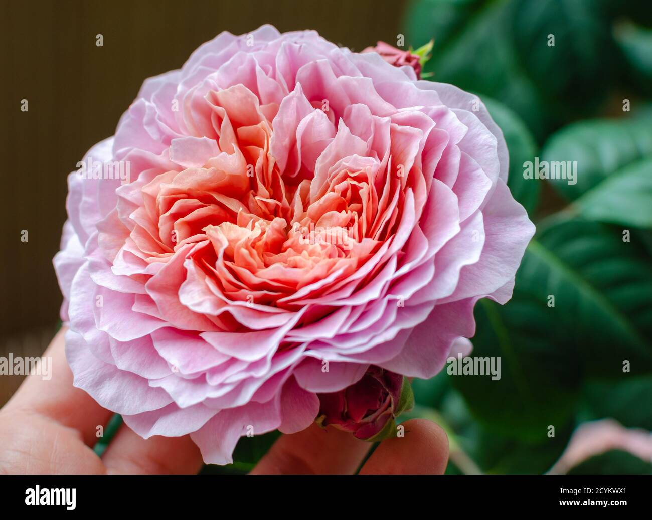 Testa in fiore rosa 'Eisvogel'. Primo piano. Foto Stock