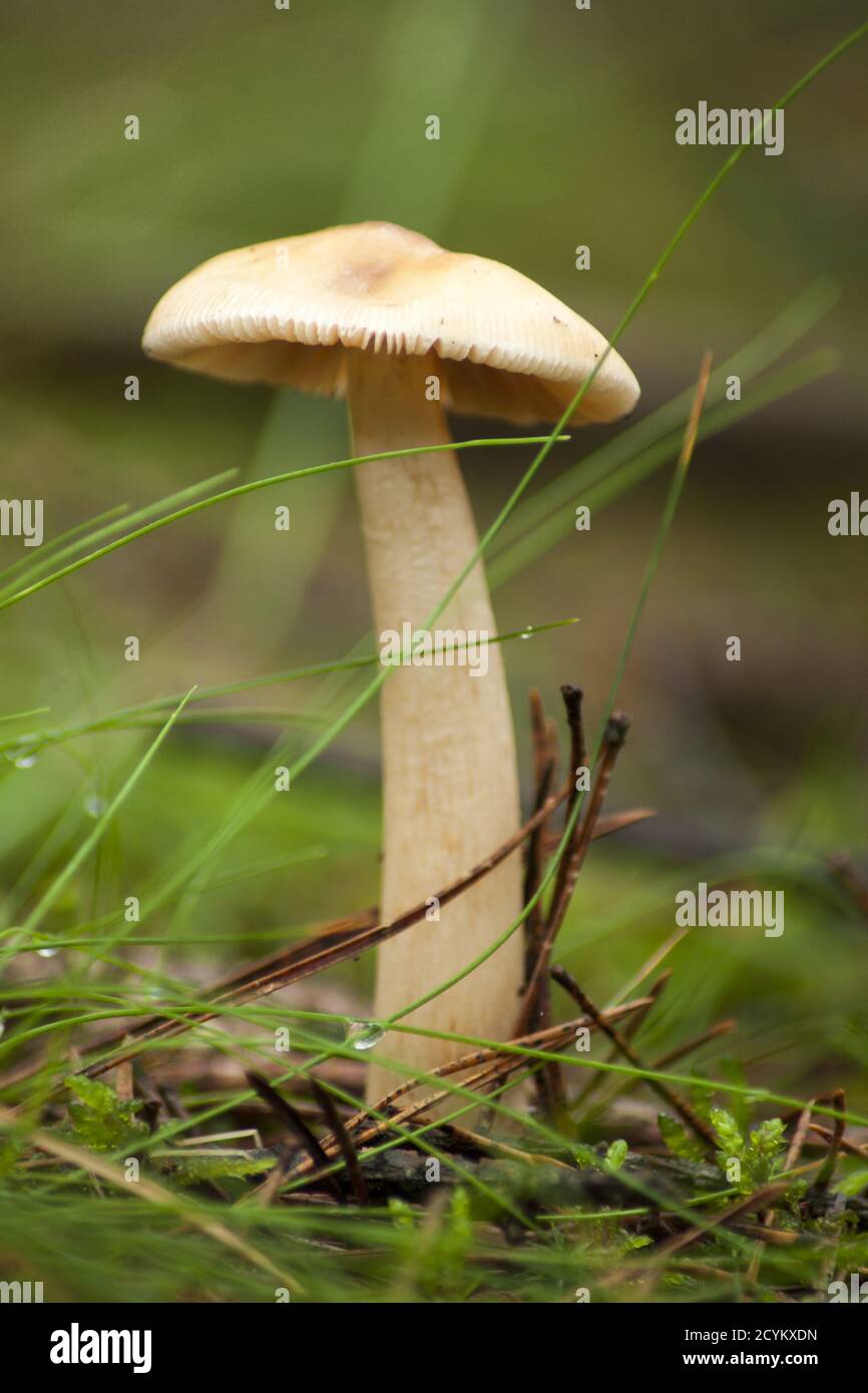 I primi funghi forestali non adatti al cibo e talvolta anche velenosi, che crescono su pacciame o vecchi ceppi. Foto Stock