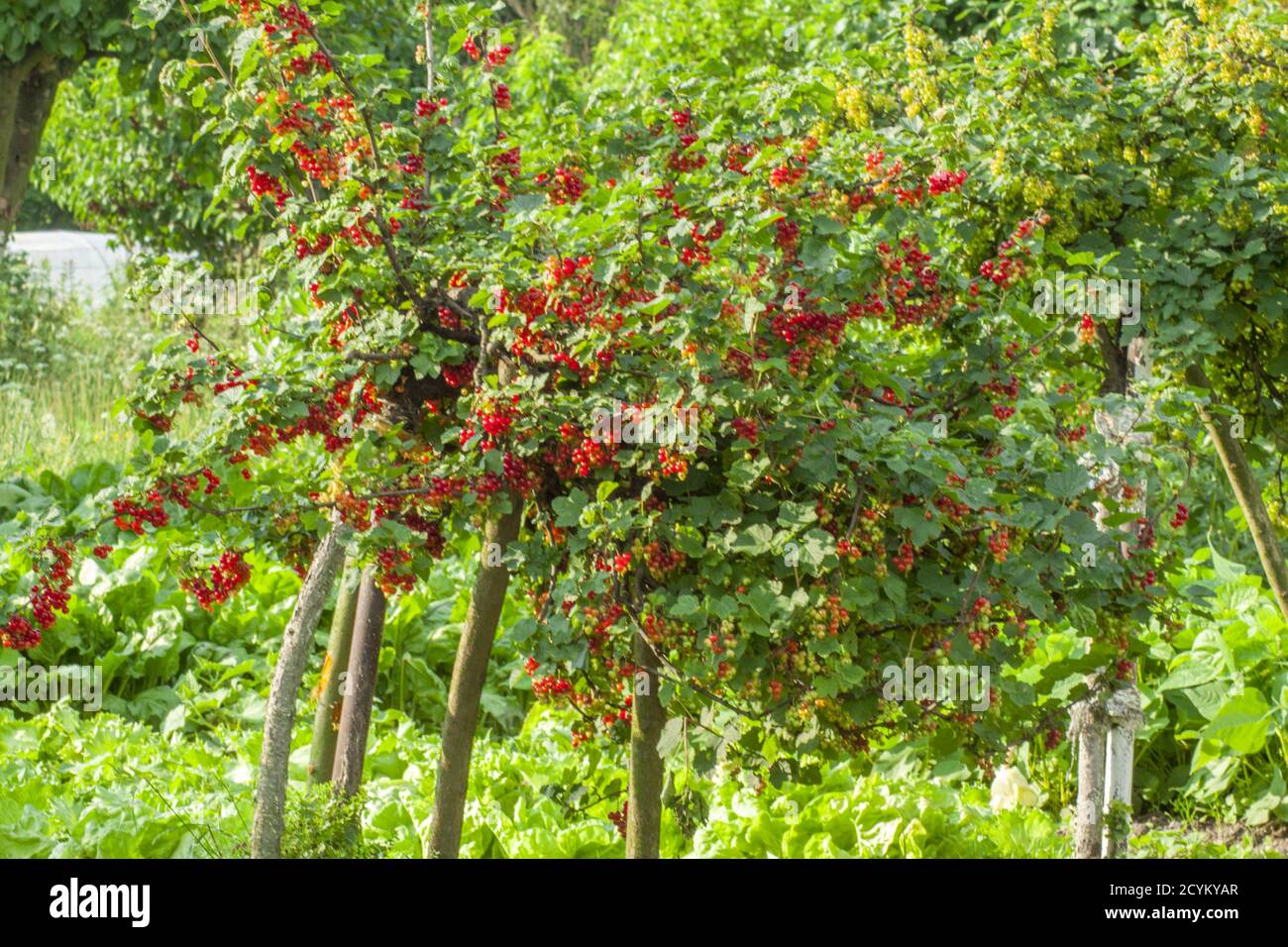 Ribes rosso maturo appeso su una macchia verde nel giardino del cortile. Foto Stock