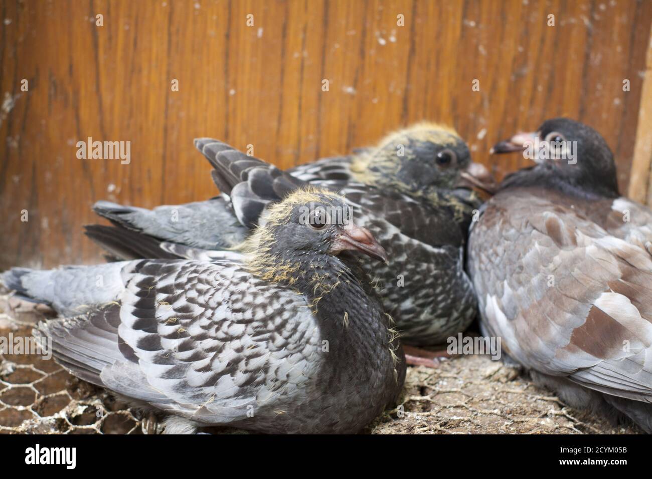 Un giovane piccione portatore in un nido circondato dall'amore dal suo genitore. Foto Stock