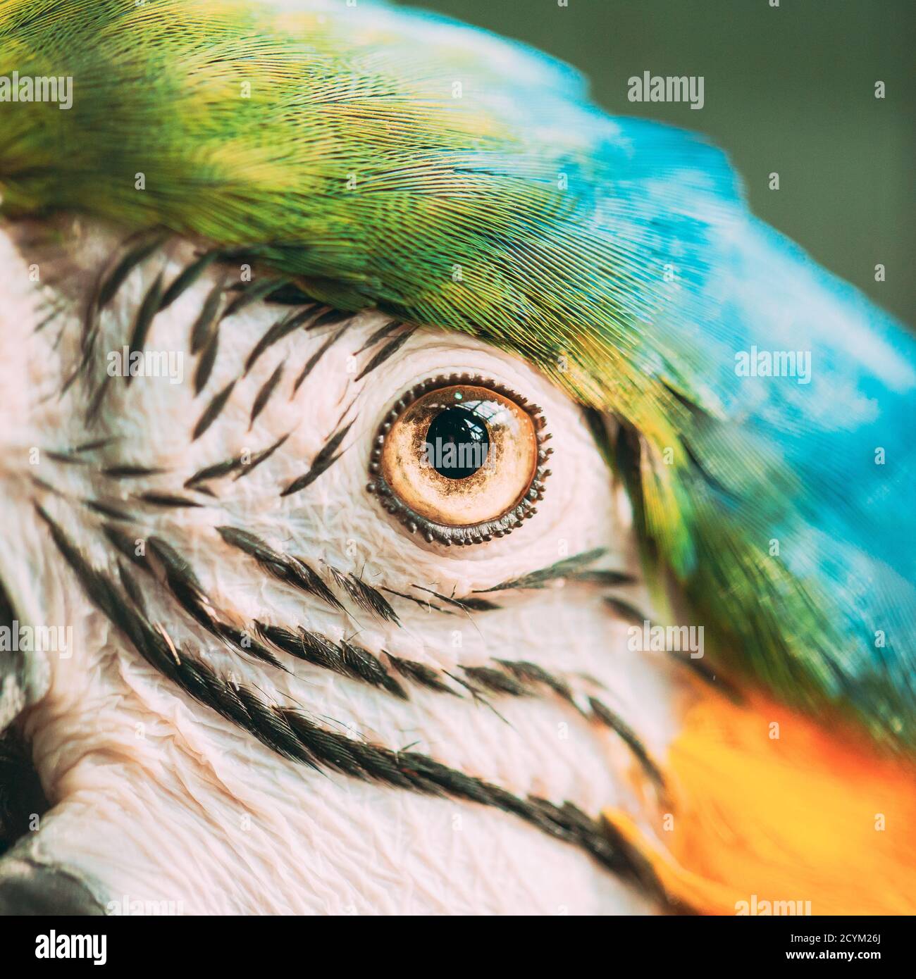 Allievo oculare di Macaw Blue-and-Yellow conosciuto anche come Macaw Blue-and-gold. Uccello selvatico Foto Stock