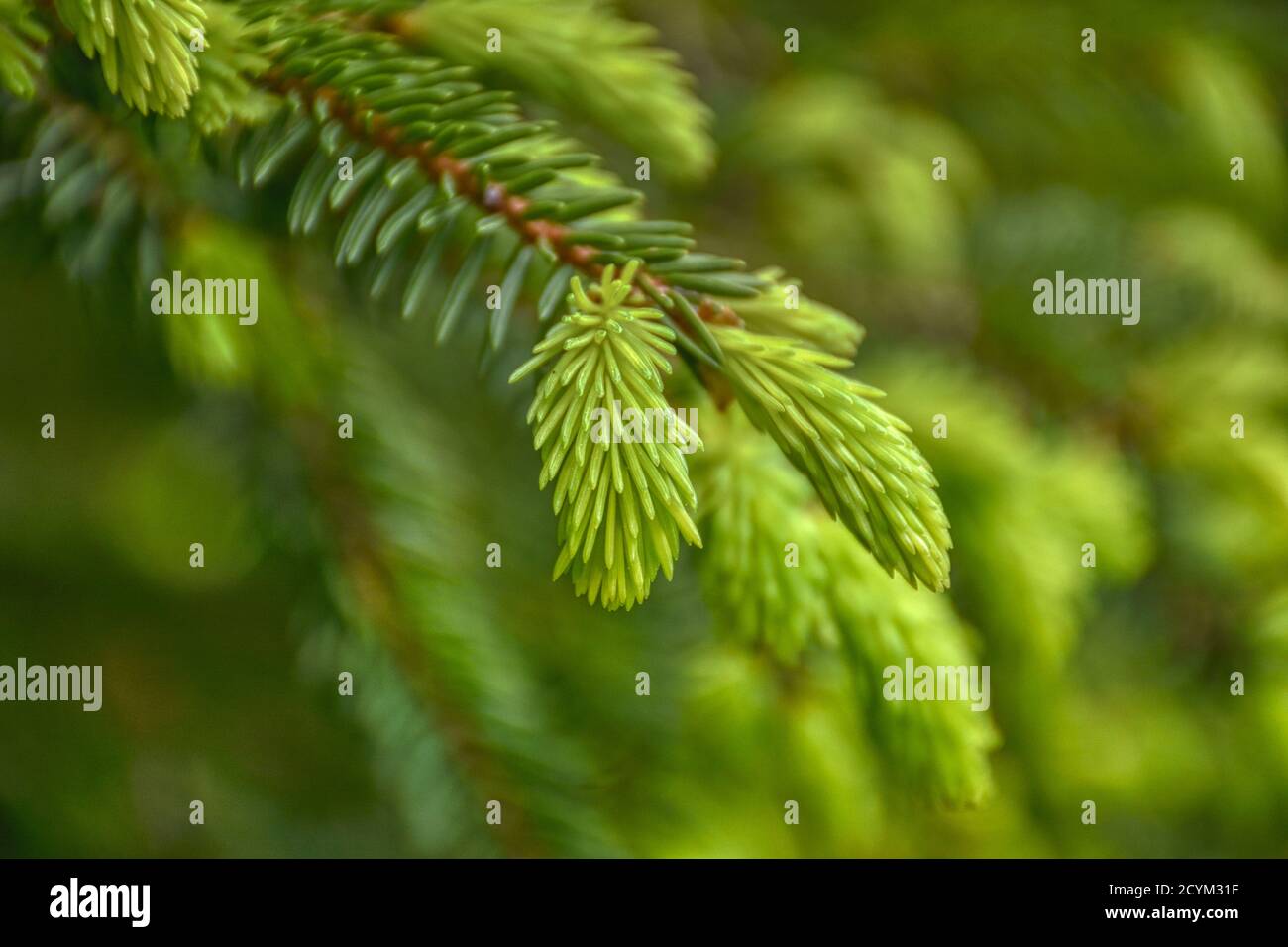 Baum, Fichte, Tanne, Föhre, trieb, Frühling, ausgetrieben, frisch, wachsen, AST, Nadeln, Nadel, weich, Grün, hellgrün, Wachstum, Frühjahr, Wald, Baum, Foto Stock