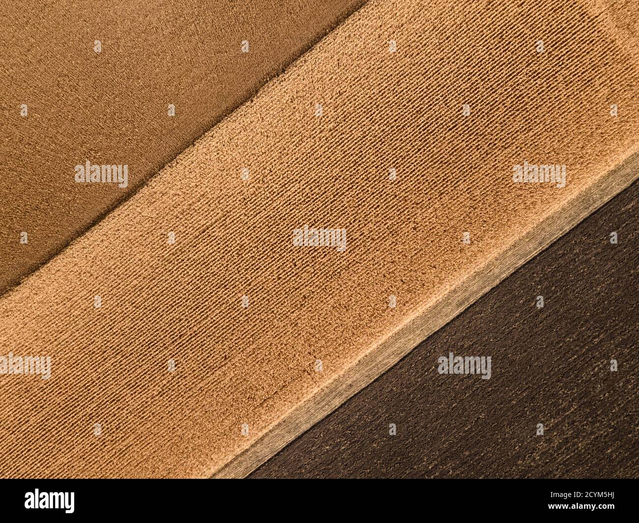 Texture di legno primo piano. Legno marrone chiaro intonacato trama sfondo Foto Stock