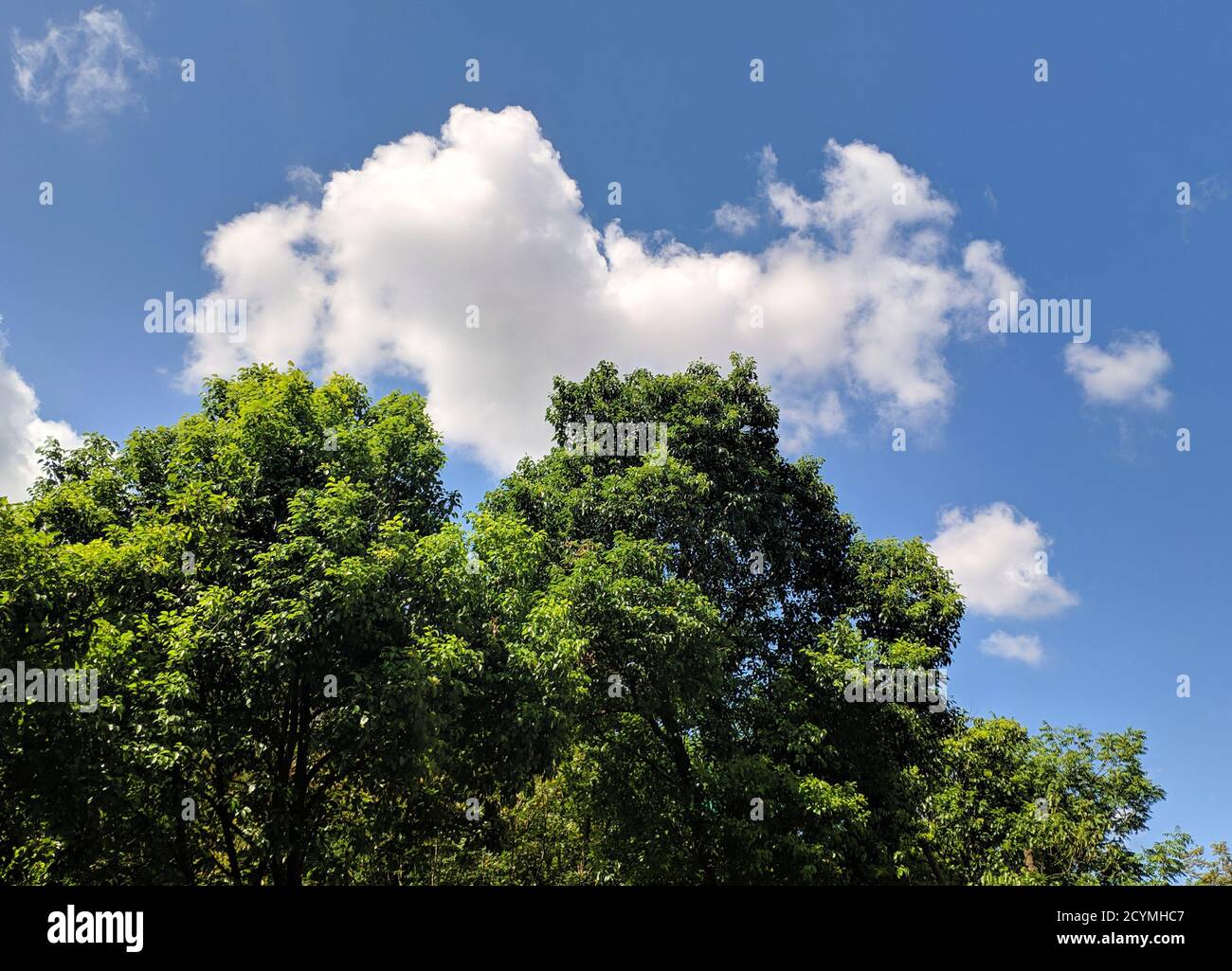 Alberi verdi sotto il cielo blu con nuvole bianche in sole giorno d'autunno Foto Stock