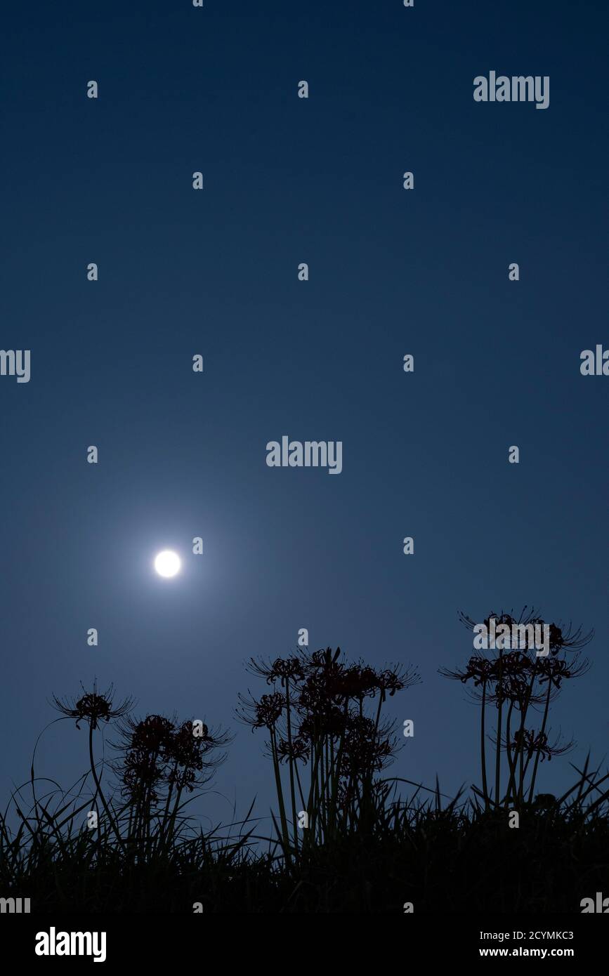 La Luna di metà autunno ha portato fuori la silhouette di gruppo amaryllis, Isehara City, Prefettura di Kanagawa, Giappone Foto Stock