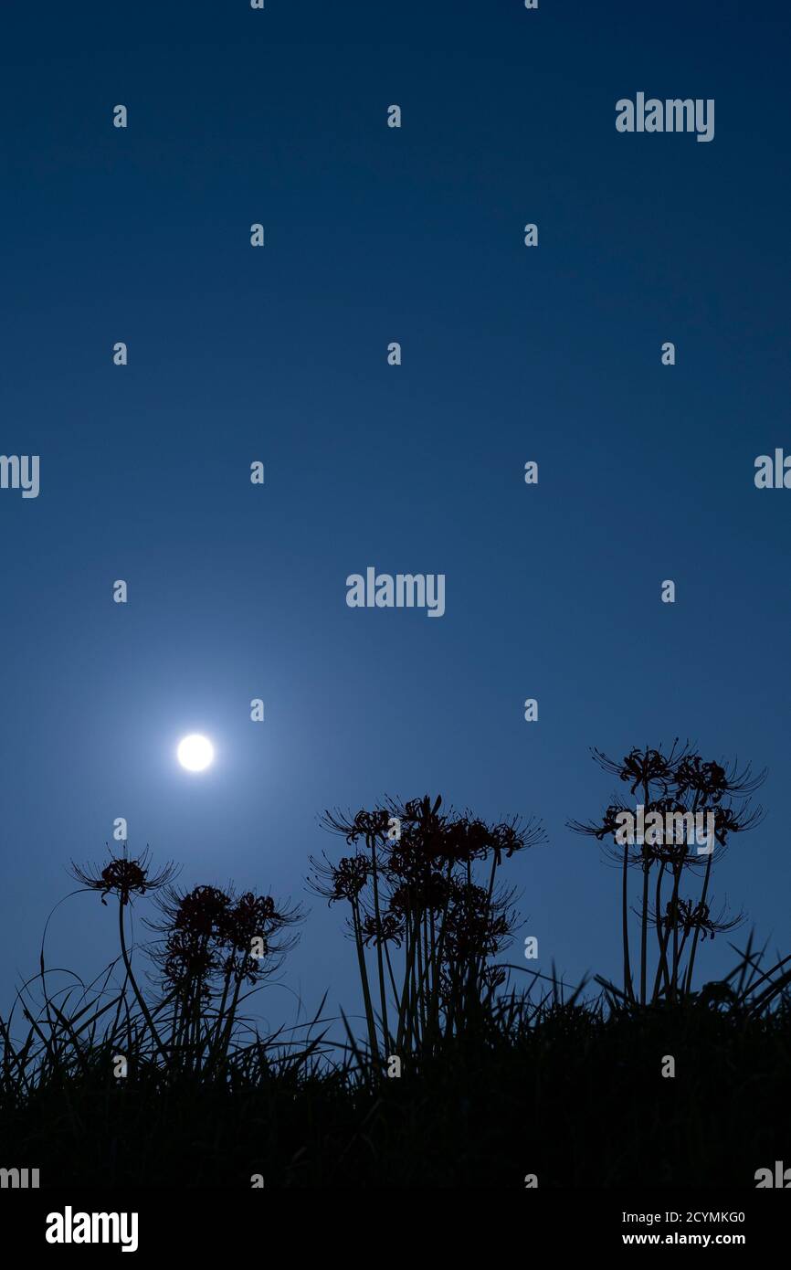 La Luna di metà autunno ha portato fuori la silhouette di gruppo amaryllis, Isehara City, Prefettura di Kanagawa, Giappone Foto Stock