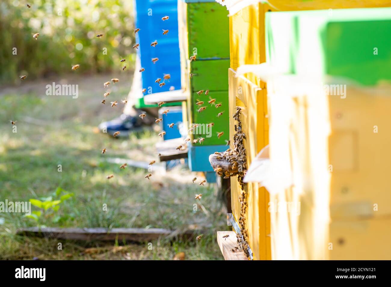 Arnie in un apiario con api in volo per le schede di atterraggio in un giardino verde Foto Stock