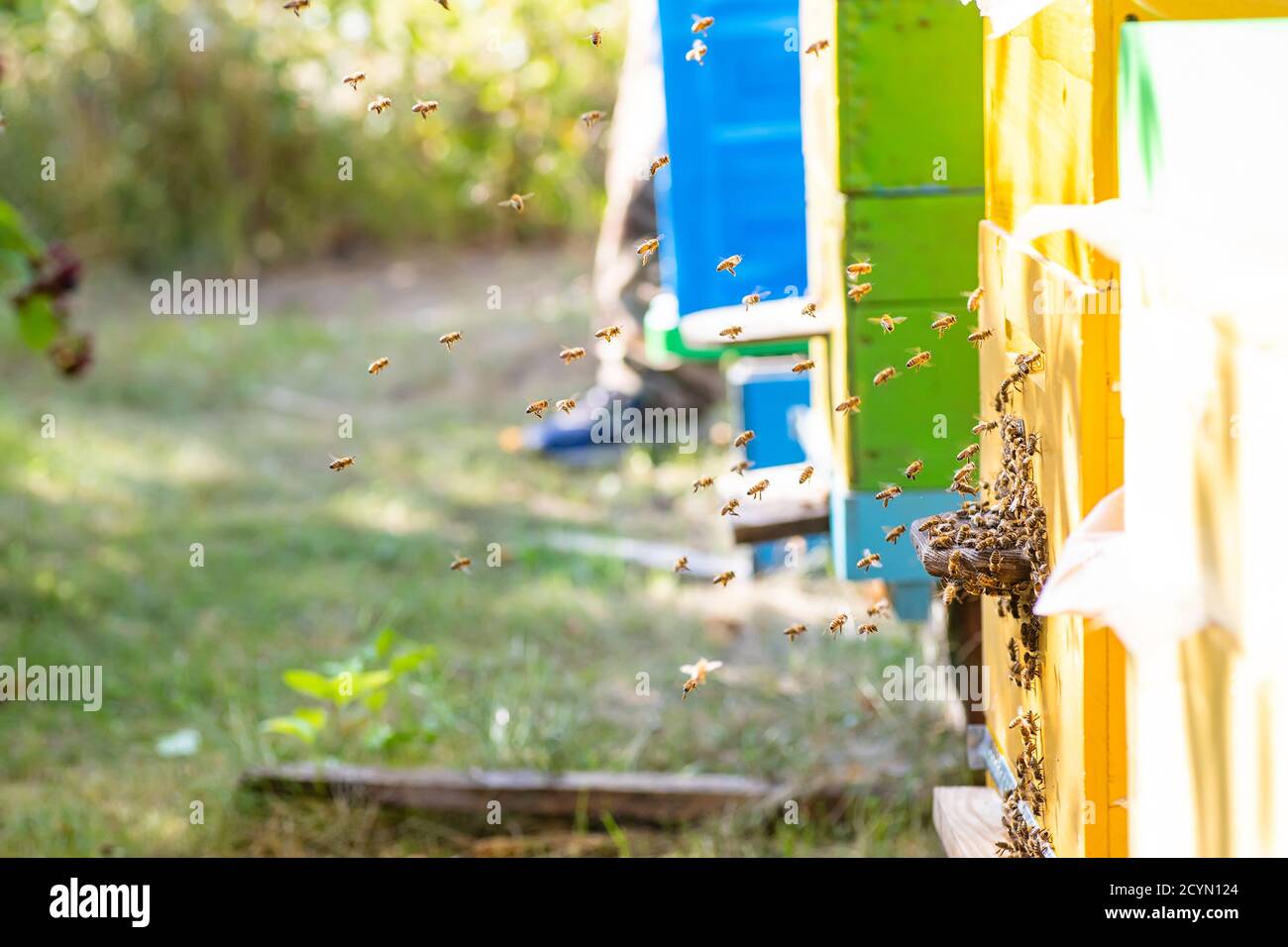 Alveari in apiary con api che volano a tavole di atterraggio in giardino verde Foto Stock