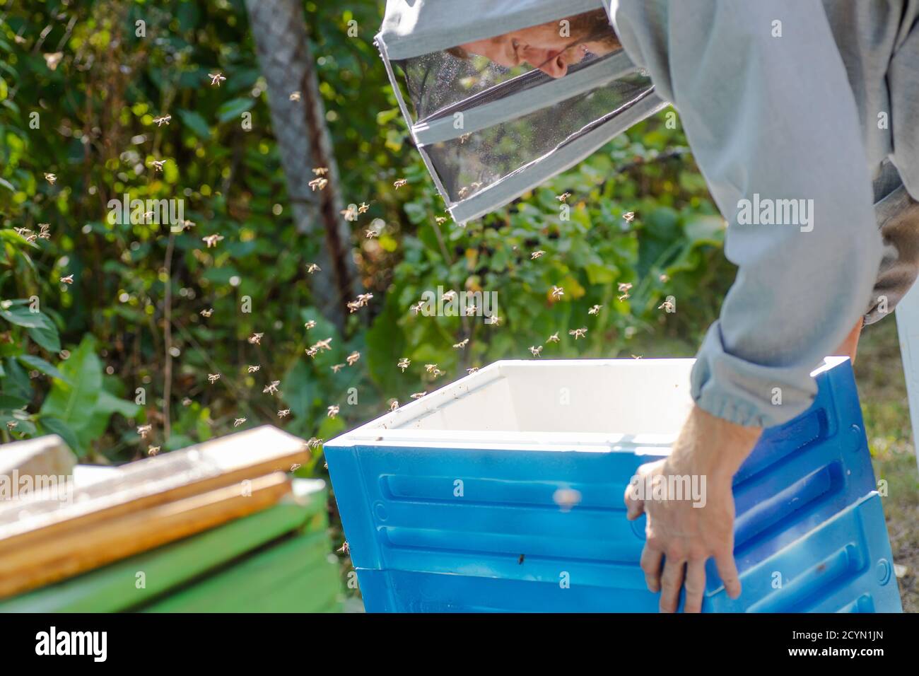 l'apicoltore trasporta l'unità di alveare dallo styrofoam. Lavoro estivo su apiary. Hive stand per la raccolta del miele. Espansione delle colonie di api Foto Stock