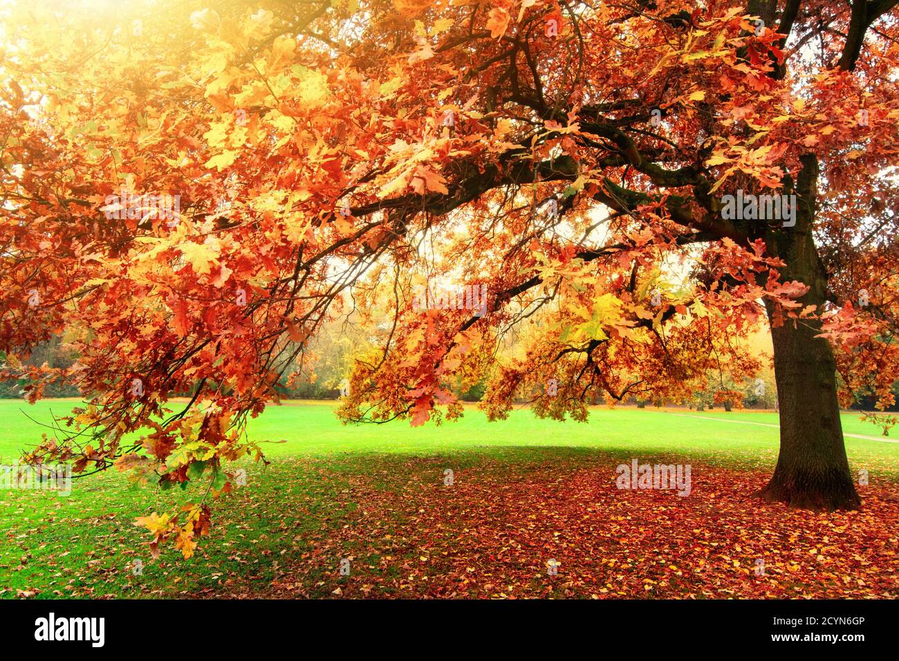 Tranquillo scenario autunnale che mostra una bella quercia con foglie colorate in piedi su un prato in un parco, con luce soffusa e caldo sole flare Foto Stock