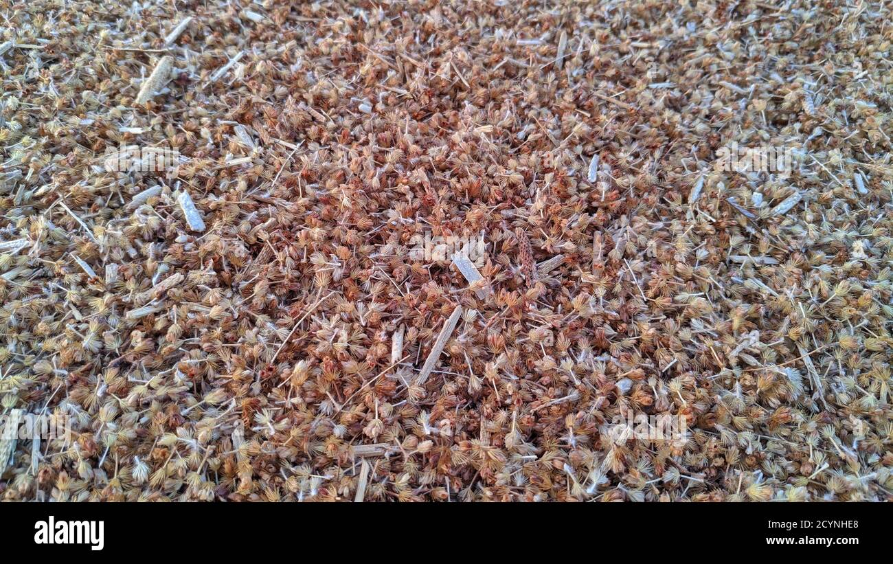 Macrocrata di paglia secca in un terreno agricolo. Concetto di alimentazione animale. Foto Stock