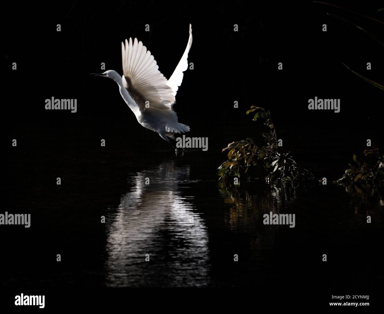 Little Egret che prende dal fiume Stour in luce di mattina presto. Foto Stock