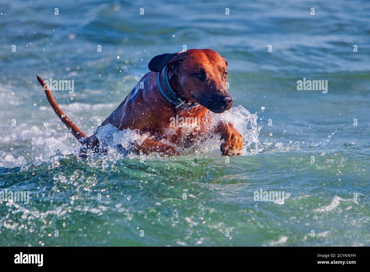 Cane atletico attivo rhodesian ridgeback correre al mare. Foto Stock