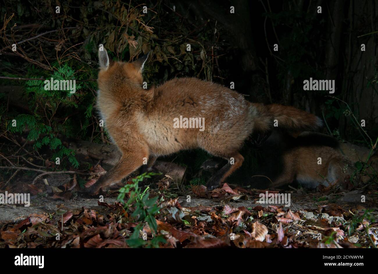 Una volpe rossa di notte che si allontana dalla fotocamera in procinto di correre arrotolato in direzione opposta Foto Stock