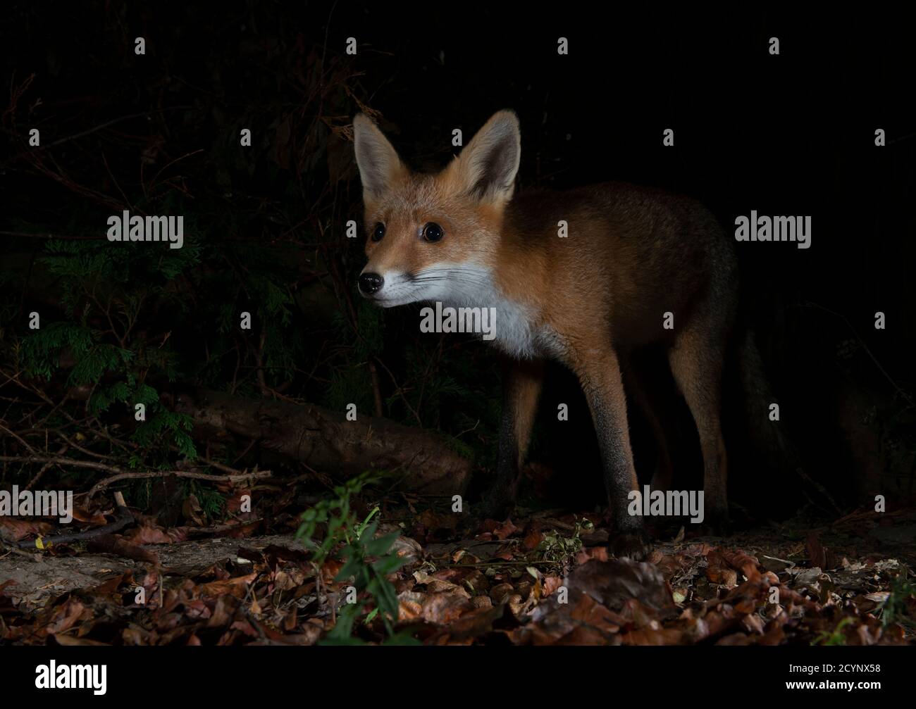 Una volpe rossa di notte che esce dal buio fissando avviso di visualizzazione anticipata Foto Stock