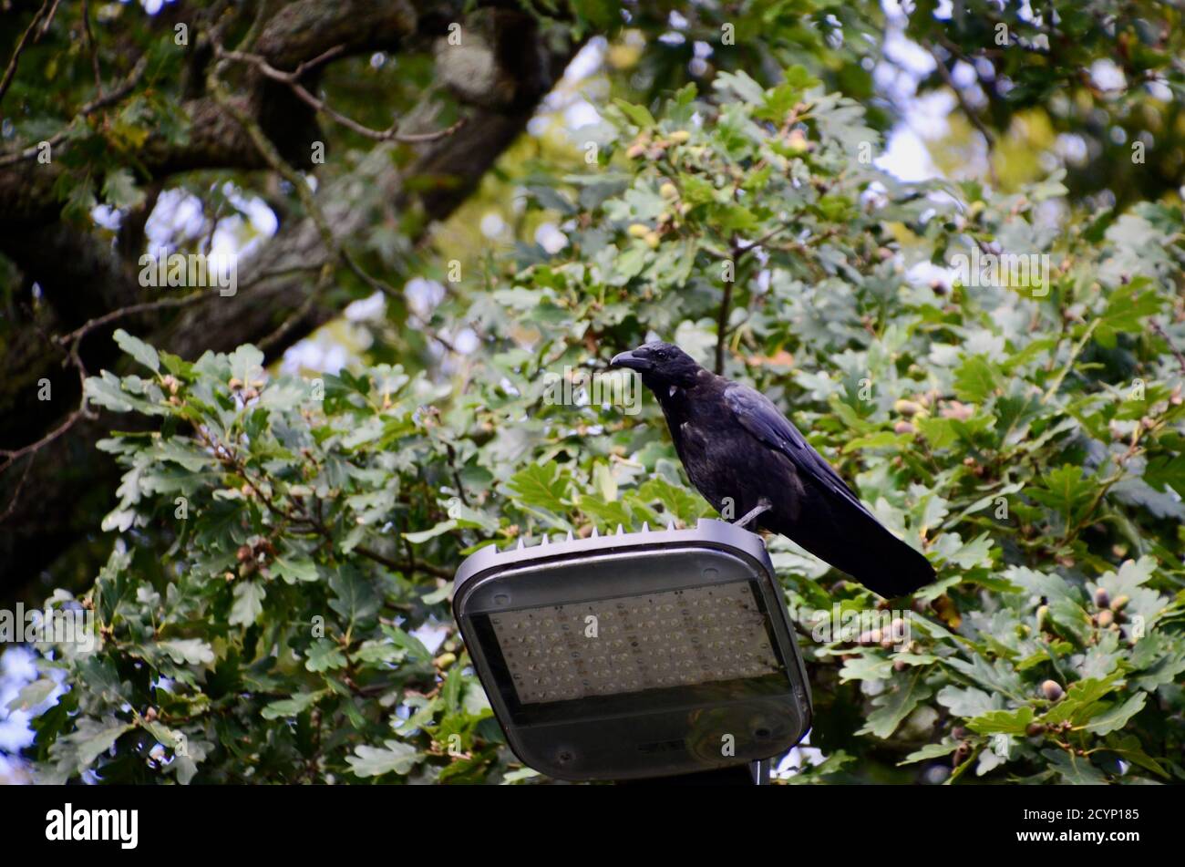 un corvo si trova su un semaforo a nord di highgate wood londra inghilterra UK di fronte a querce con ghiande abbondante durante le ore diurne Foto Stock