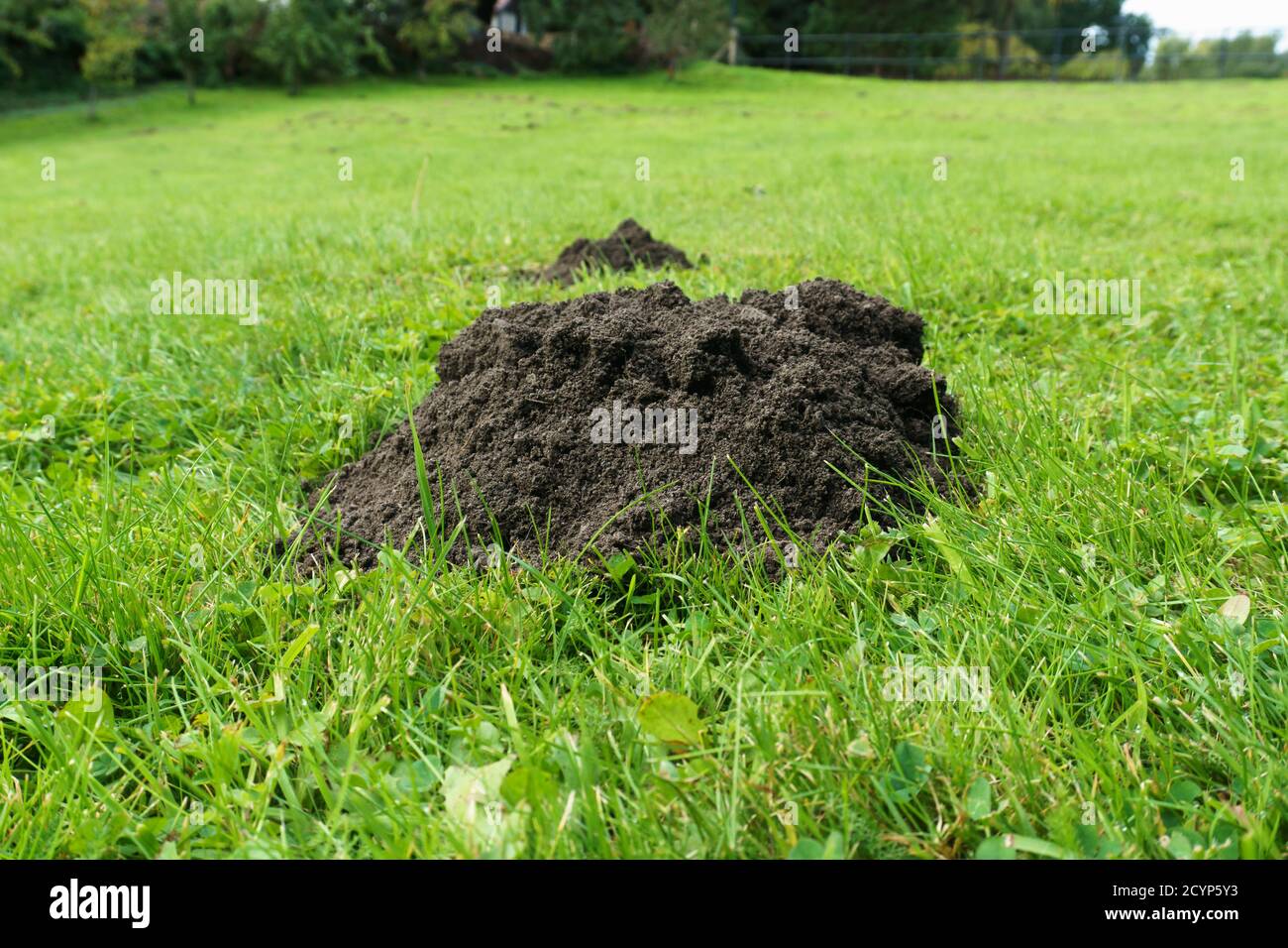 MoleHills in un pascolo erboso o causa di campo da burrowing mammiferi come talpe o volate Foto Stock