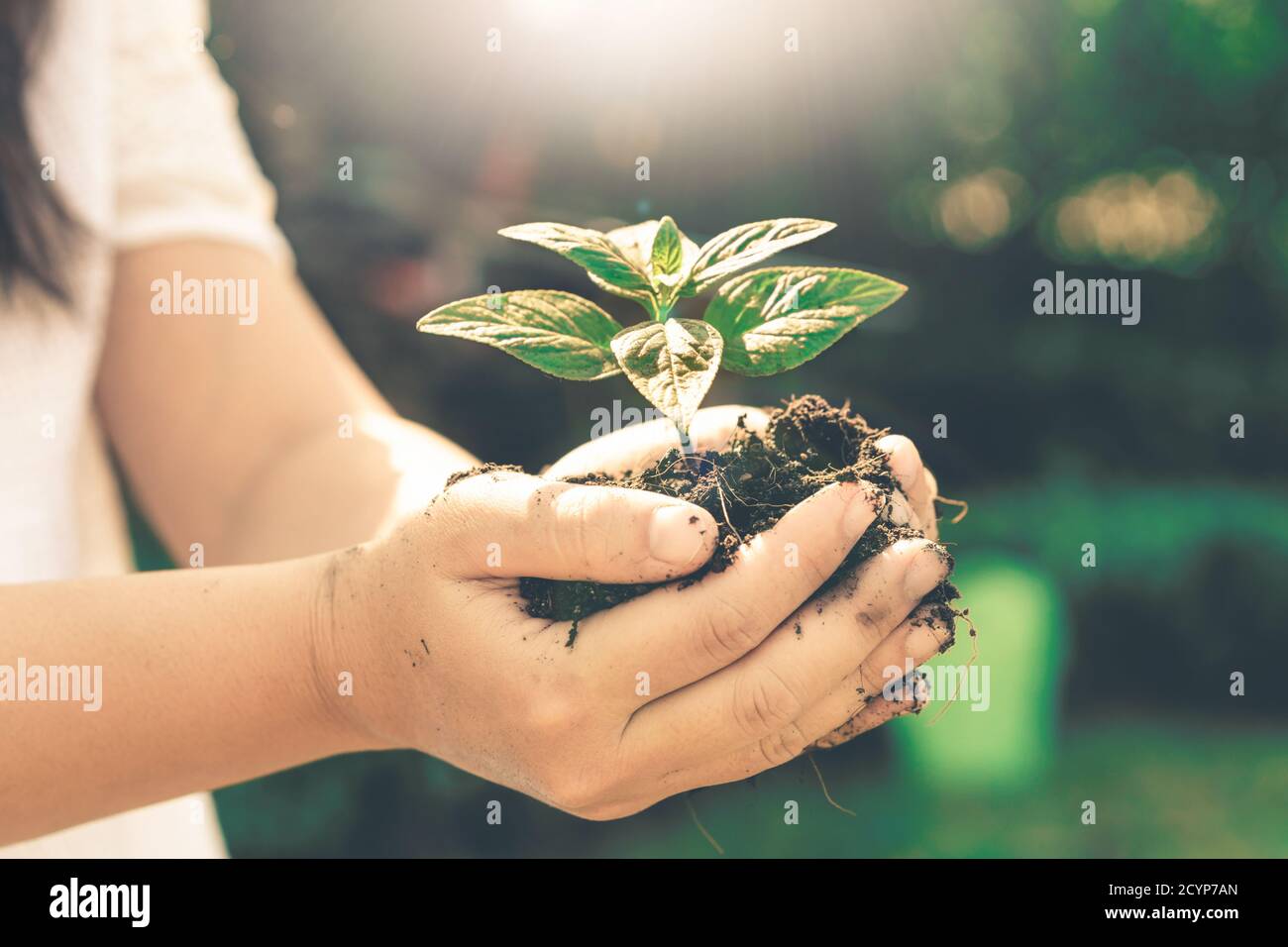 Giovane pianta germogliano in mano di donna. Concetto di agricoltura e protezione dell'ambiente. Foto Stock
