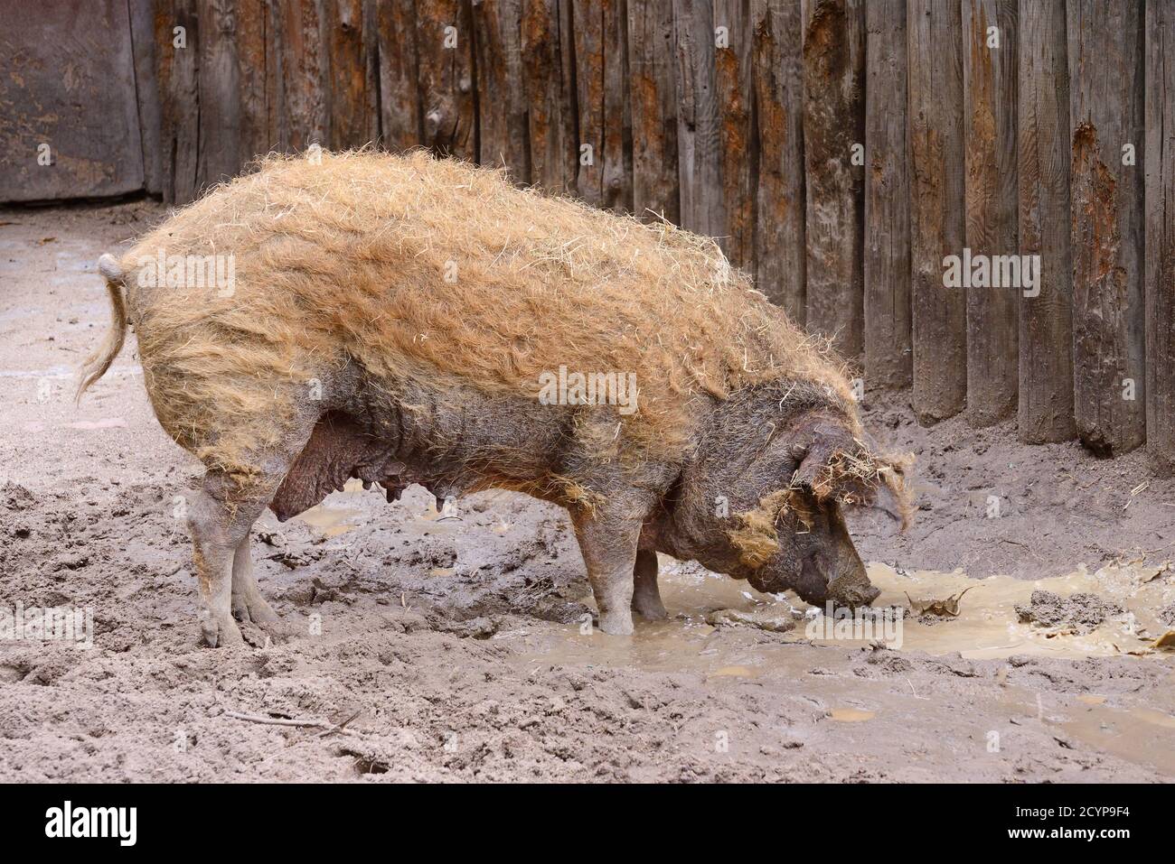 Maiale sporco adulto in un porcellino Foto Stock