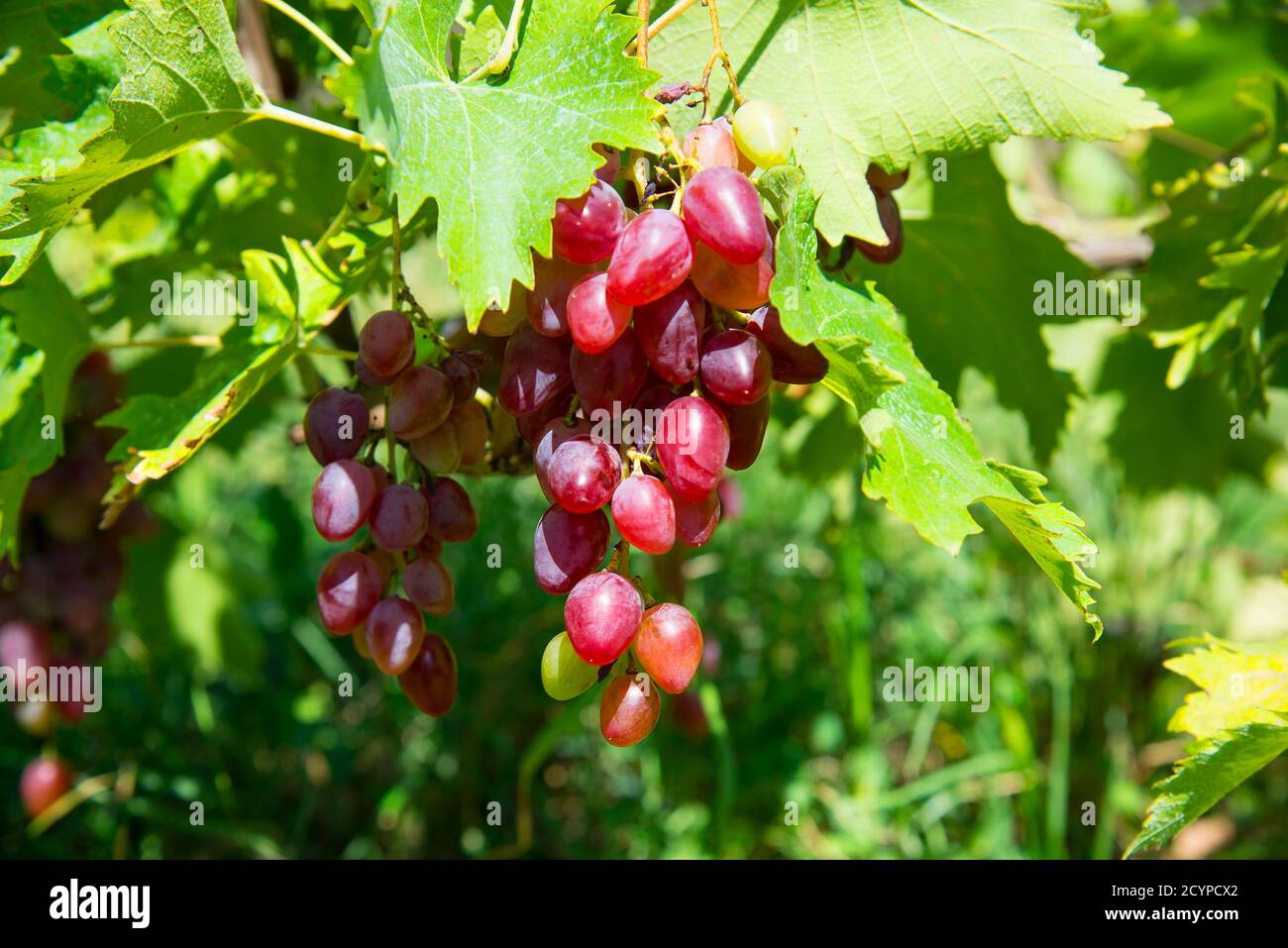 Uva rosa con vite e foglie Foto Stock