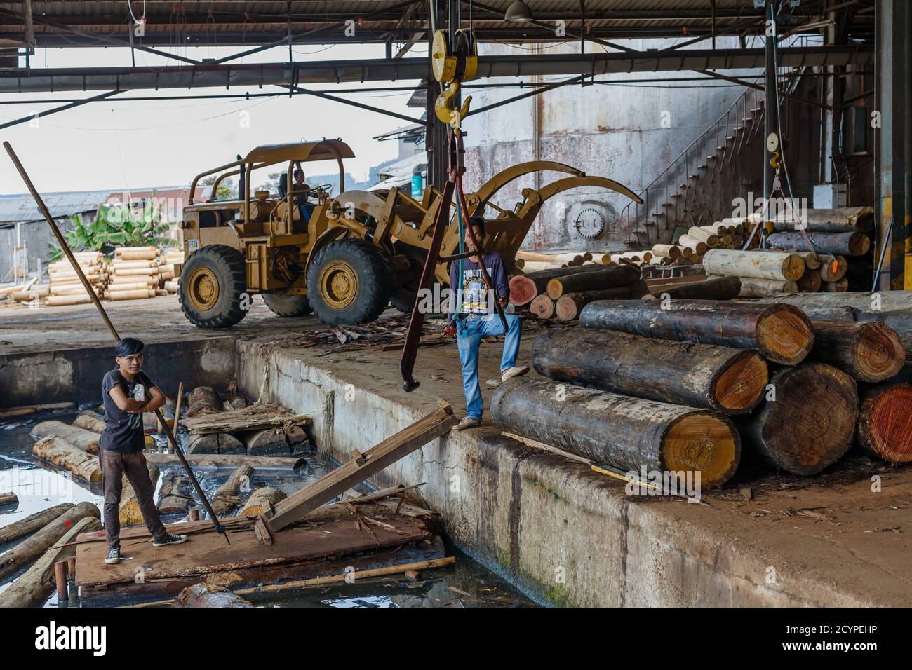 Punto di alimentazione di una fabbrica di legno compensato a Sandakan, Malesia: I tronchi di legno dopo essere stati sollevati fuori dal laghetto di tronchi, sono stati alimentati nella macchina per la pelatura di impiallacciatura Foto Stock